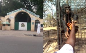 Serious drama as Gorilla sneaks into office, swallows N7m in Kano