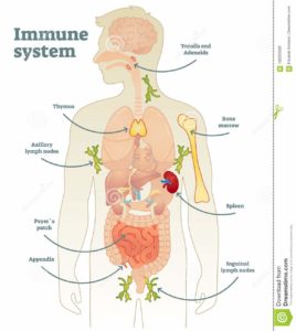 6 Ways To Boost Your Immune System As You Age