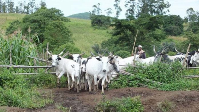 #Covid19Out: Miyetti Allah Orders All Herdsmen Back Into The Bush