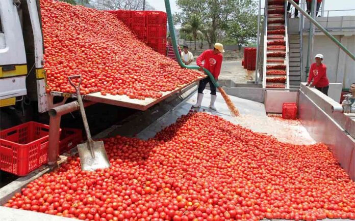 Dangote Demands Total Ban On The Importation Of Tomato Into Nigeria